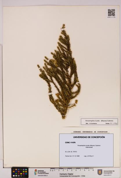 Parastrephia lucida [Espécimen: UDEC:CONC:0111076]