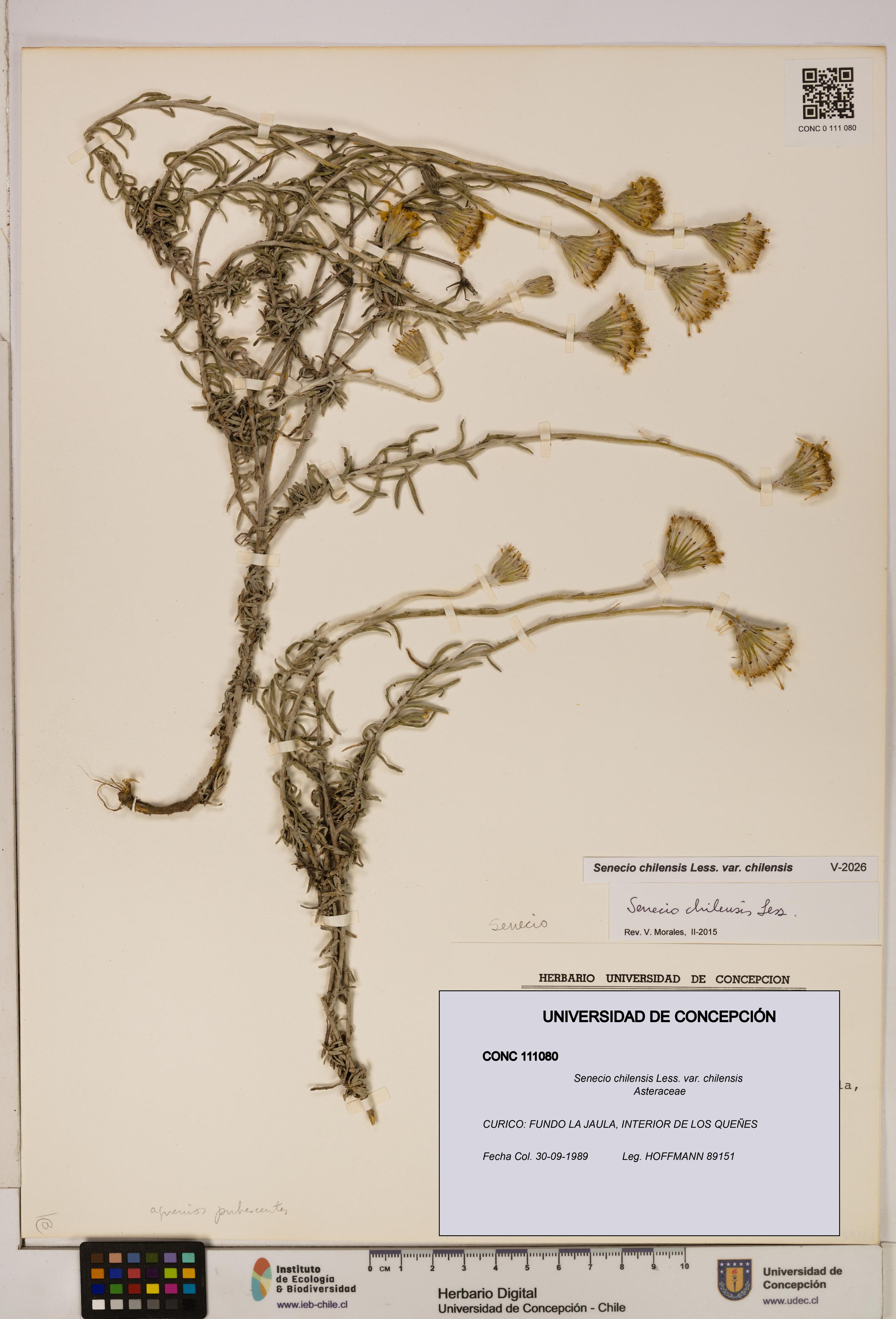 Senecio chilensis var. chilensis [Espécimen: UDEC:CONC:0111080]