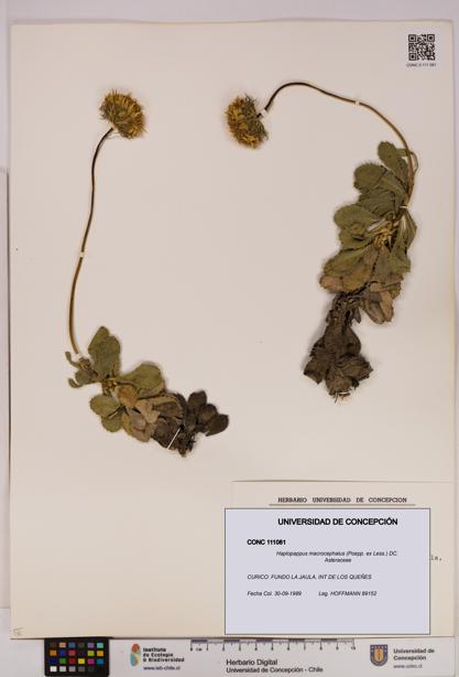 Haplopappus macrocephalus [Espécimen: UDEC:CONC:0111081]