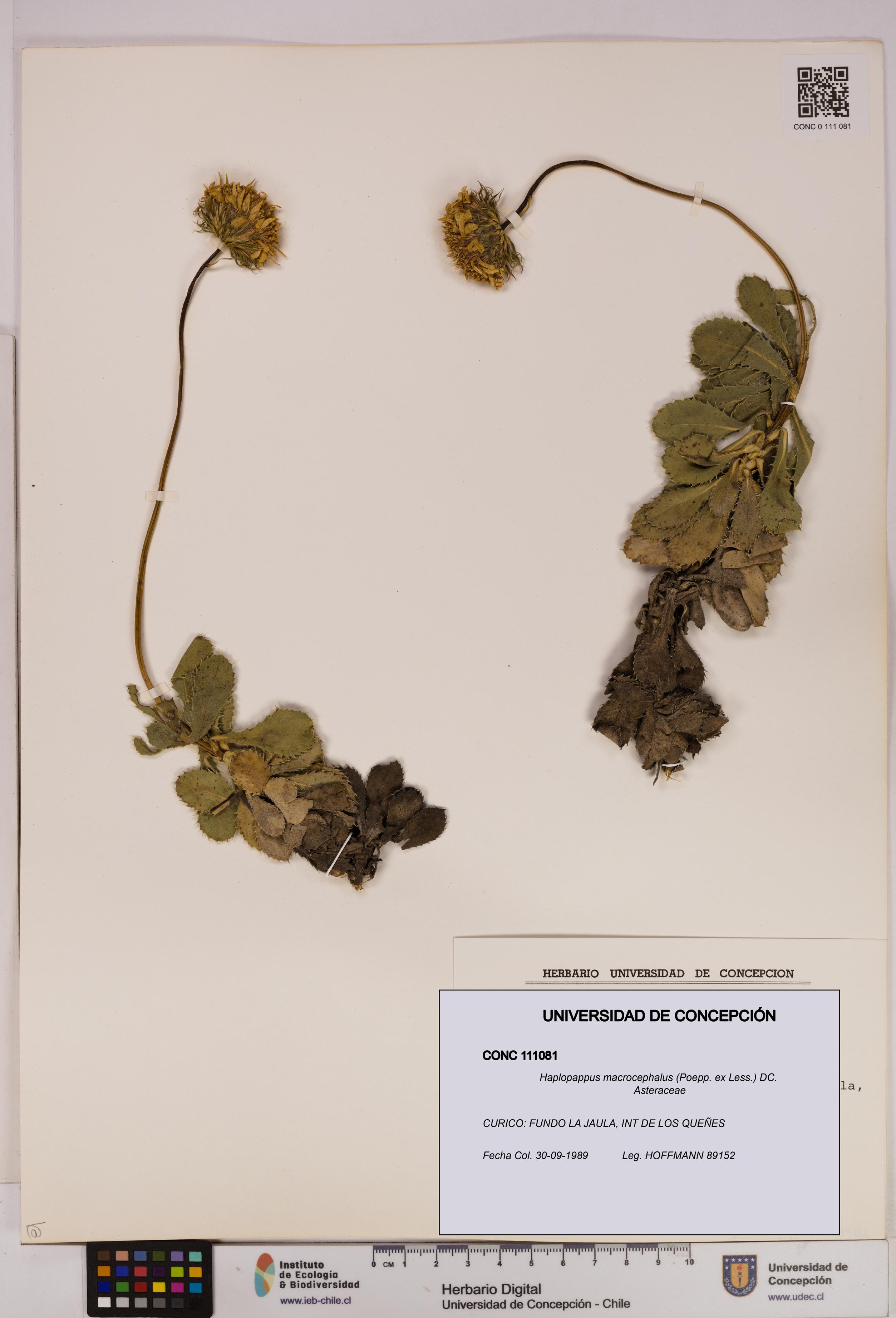 Haplopappus macrocephalus [Espécimen: UDEC:CONC:0111081]