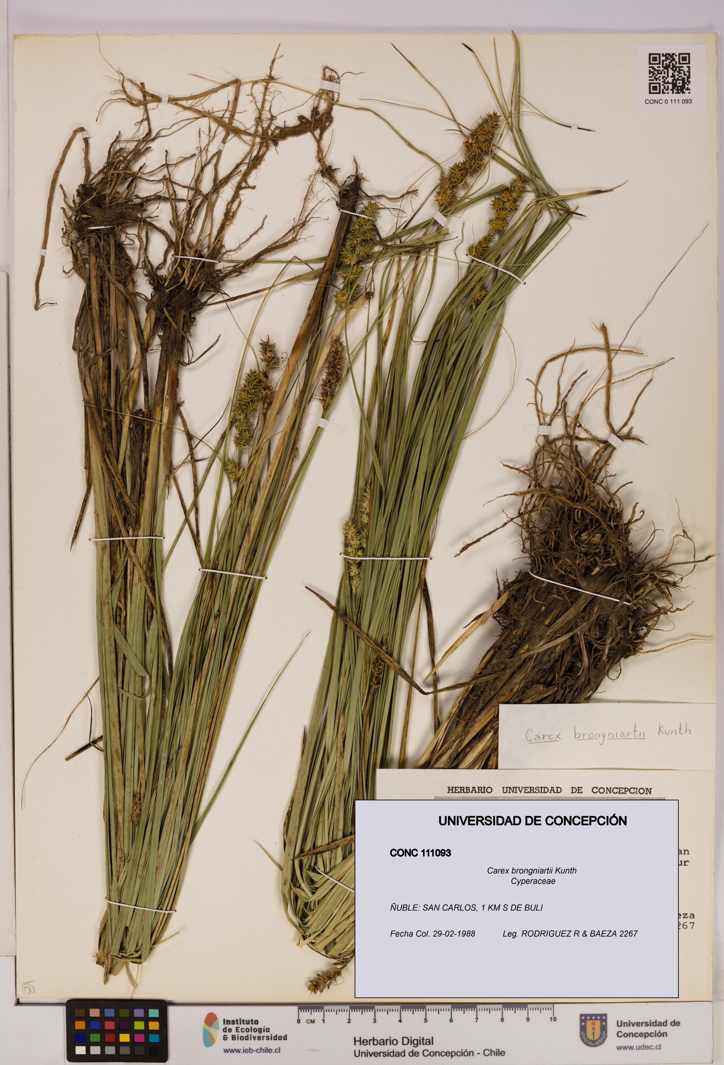 Carex brongniartii [Espécimen: UDEC:CONC:0111093]