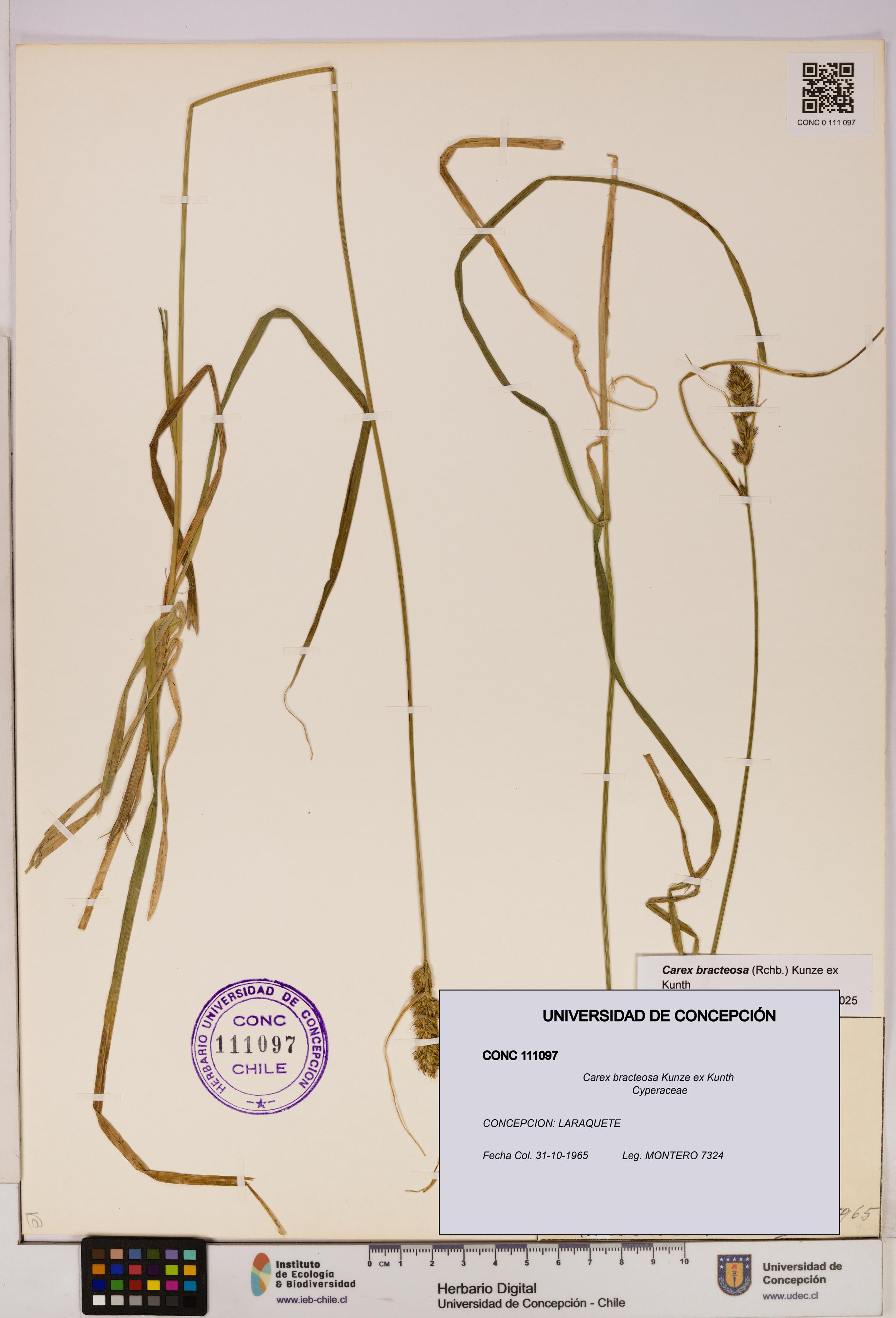 Carex bracteosa [Espécimen: UDEC:CONC:0111097]