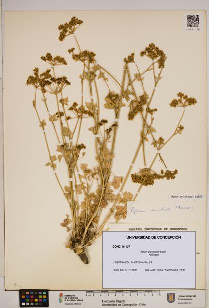 Apium prostratum [Espécimen: ]