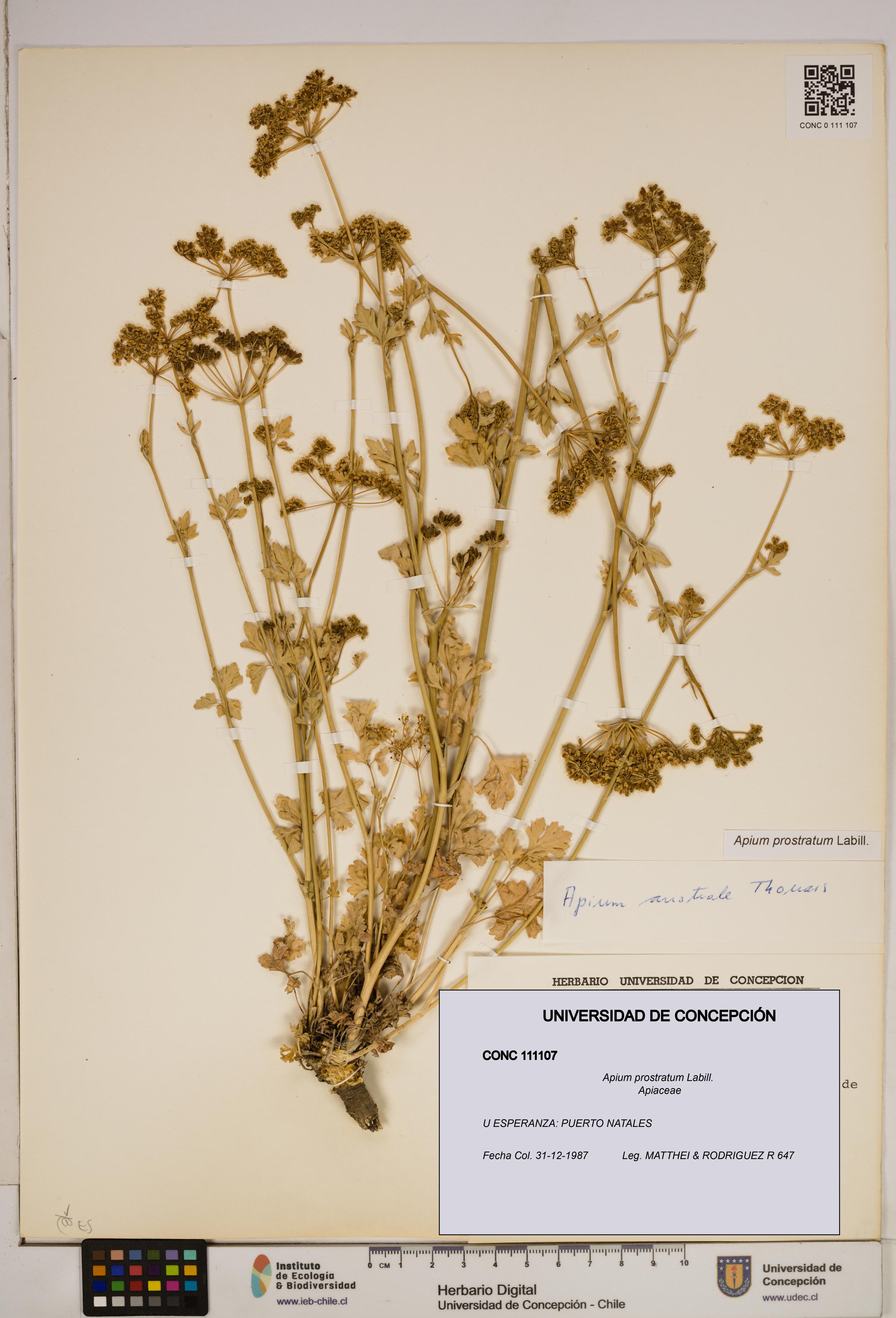 Apium prostratum [Espécimen: ]