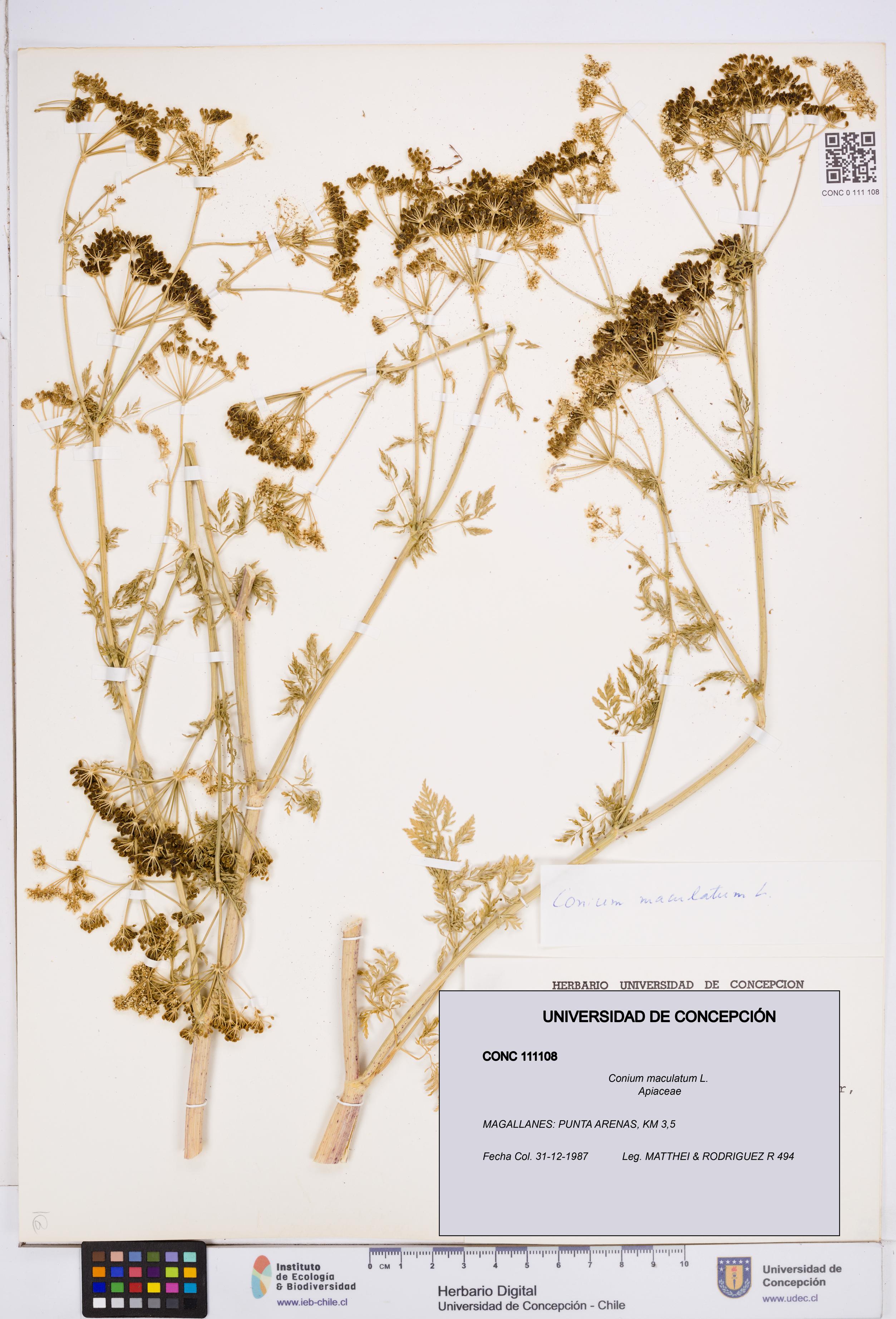 Conium maculatum [Espécimen: ]