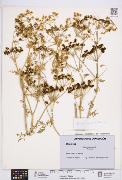 Conium maculatum [Espécimen: ]