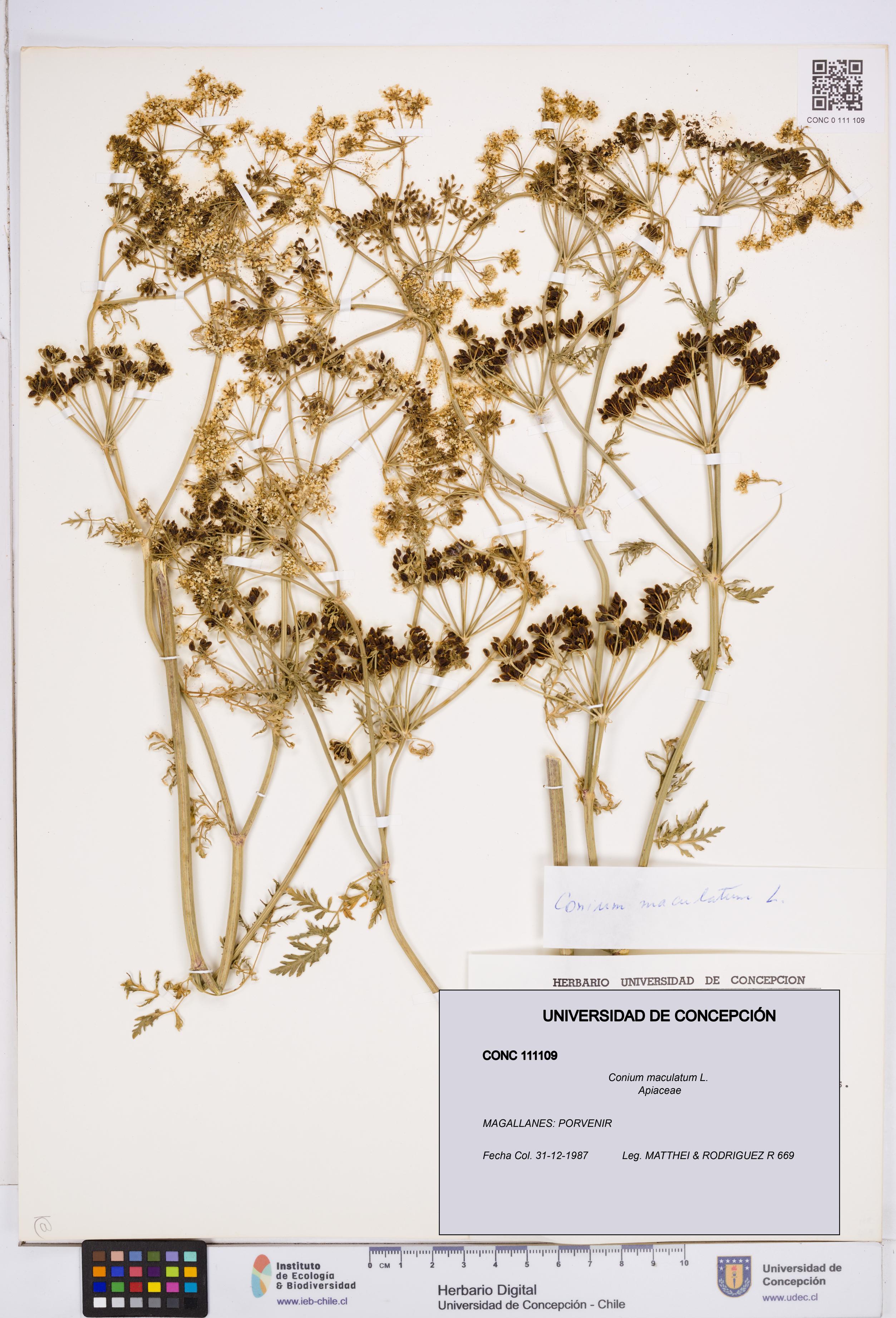 Conium maculatum [Espécimen: ]