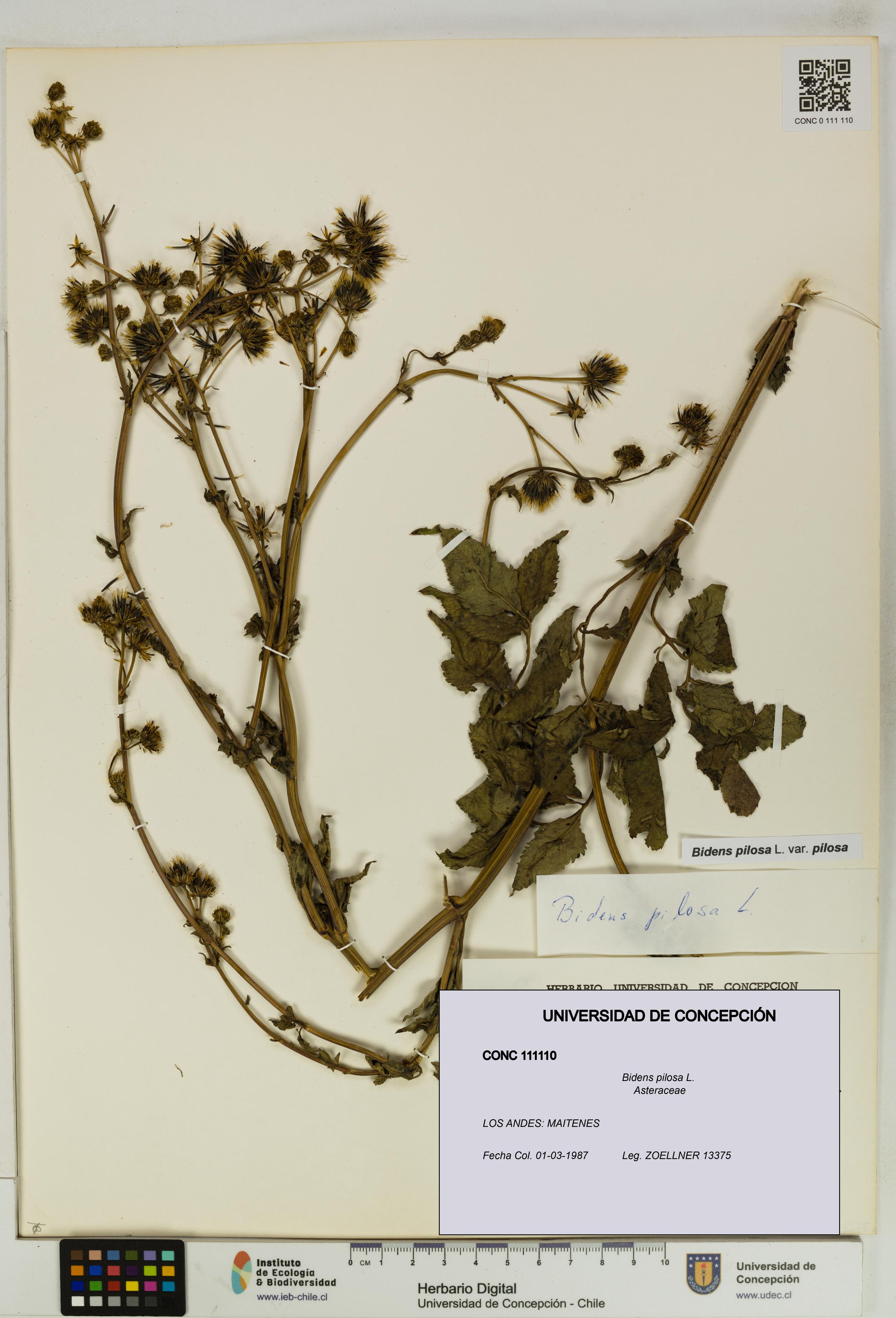 Bidens pilosa [Espécimen: UDEC:CONC:0111110]