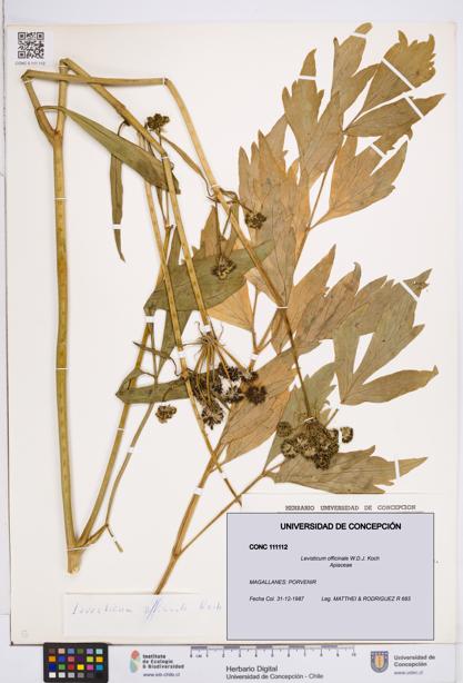 Levisticum officinale [Espécimen: ]