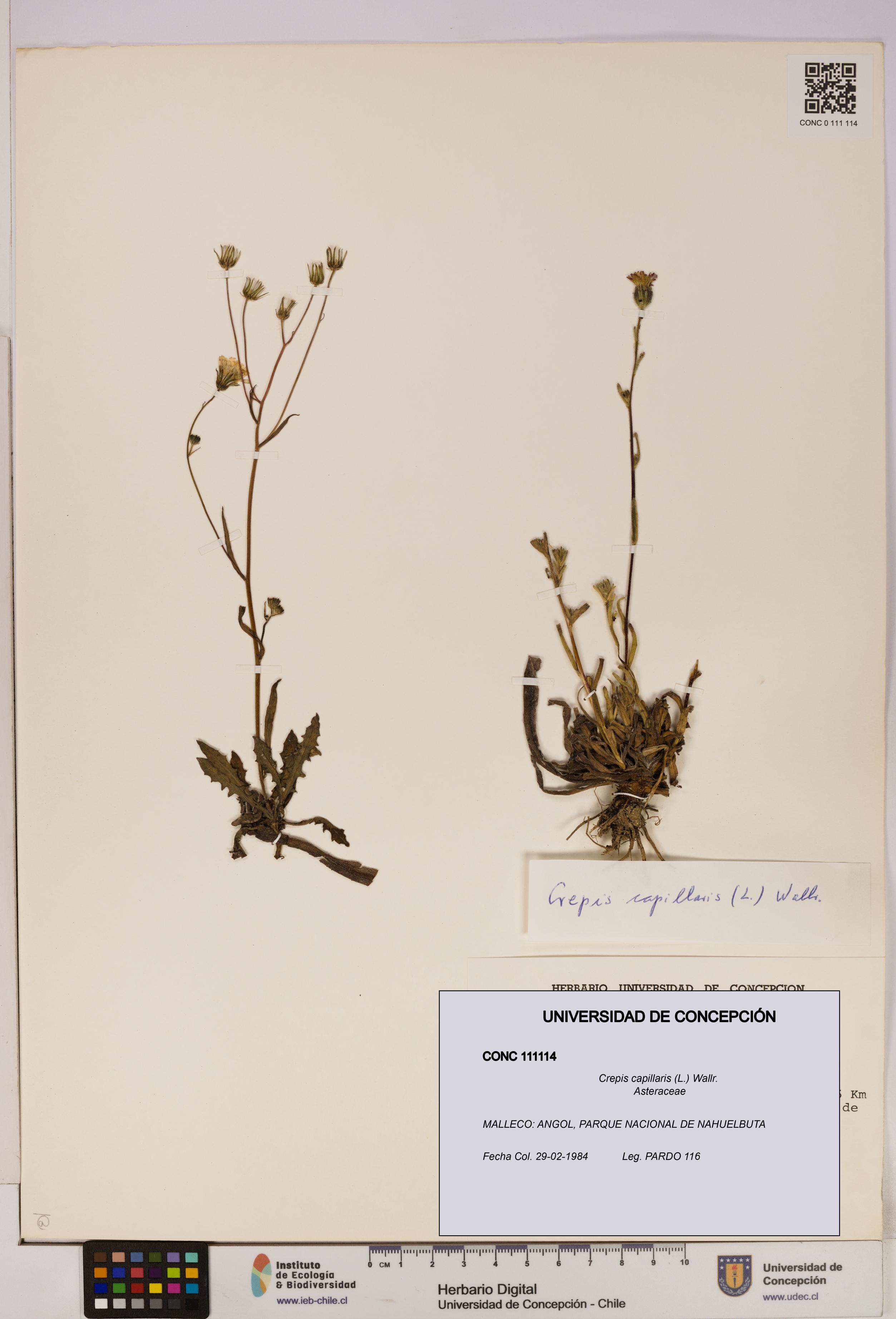 Crepis capillaris [Espécimen: UDEC:CONC:0111114]