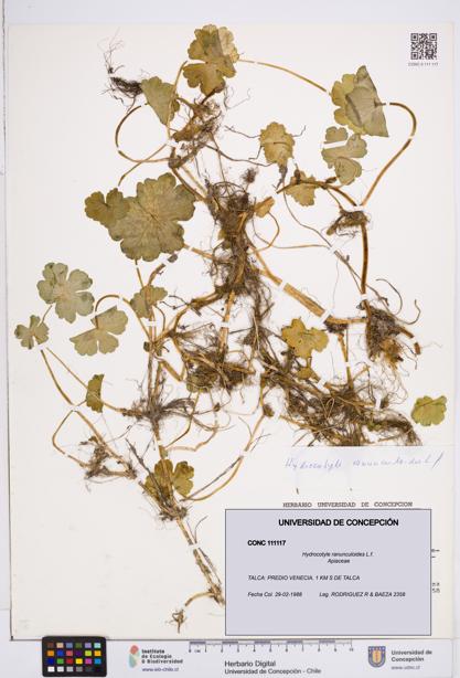 Hydrocotyle ranunculoides [Espécimen: ]