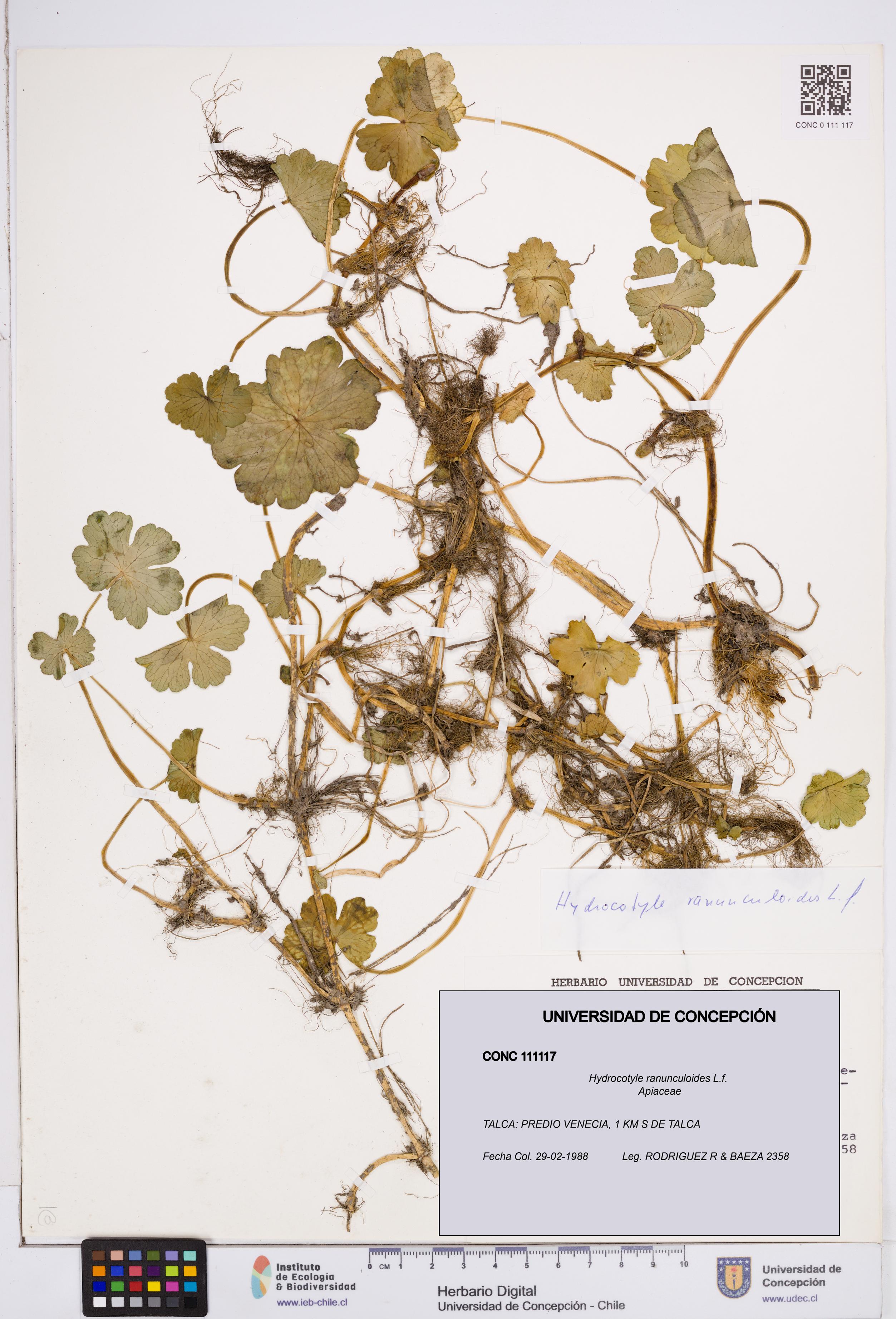Hydrocotyle ranunculoides [Espécimen: ]