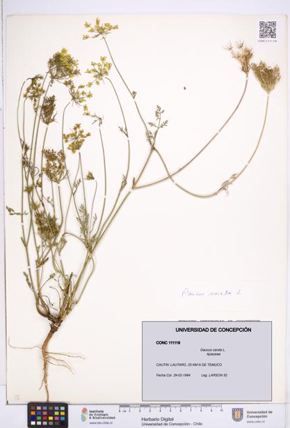 Daucus carota [Espécimen: ]