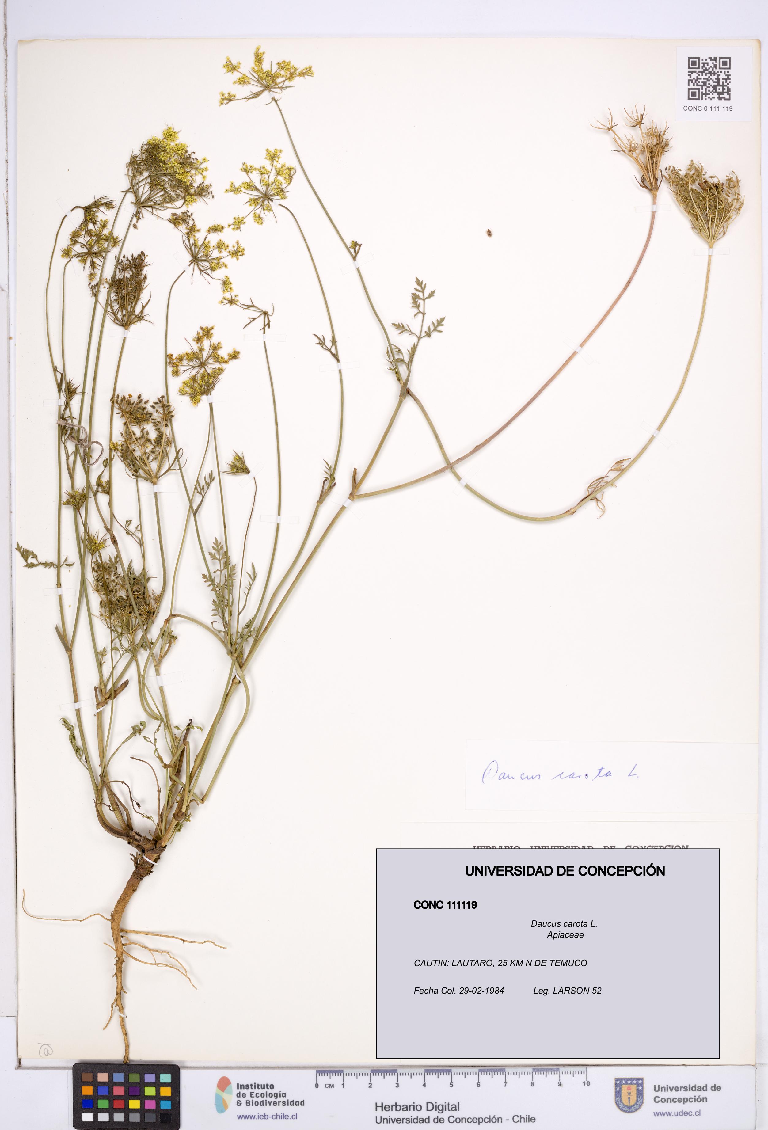 Daucus carota [Espécimen: ]