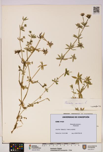Sherardia arvensis [Espécimen: UDEC:CONC:0111121]