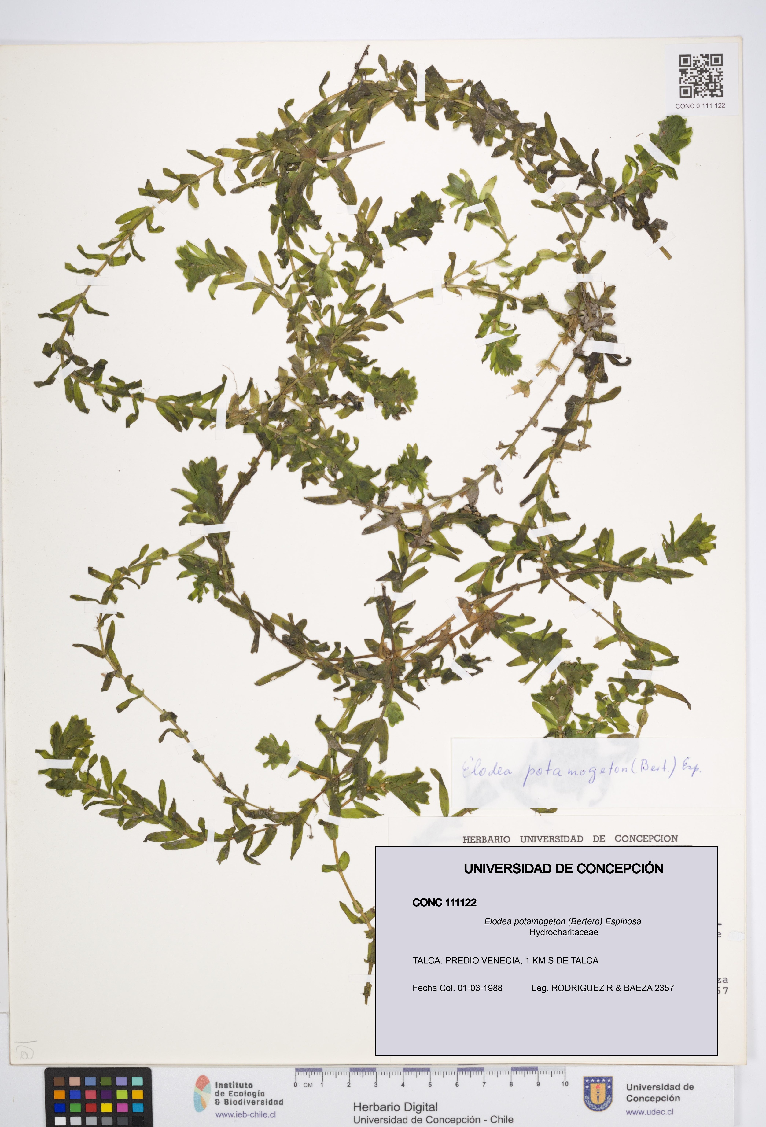 Elodea potamogeton [Espécimen: UDEC:CONC:0111122]