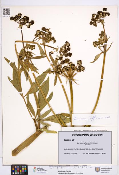 Levisticum officinale [Espécimen: ]