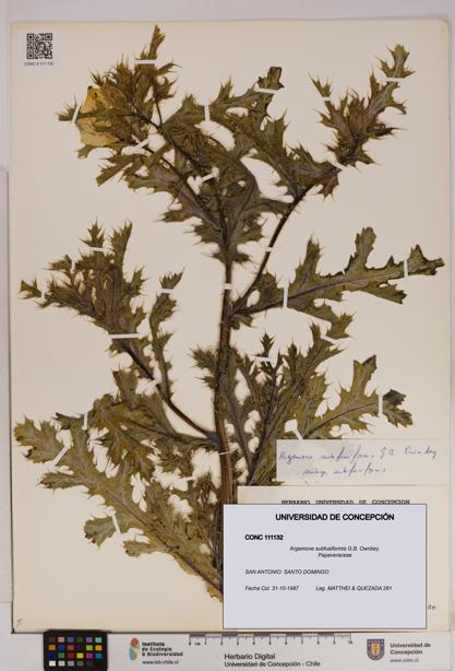Argemone subfusiformis [Espécimen: UDEC:CONC:0111132]