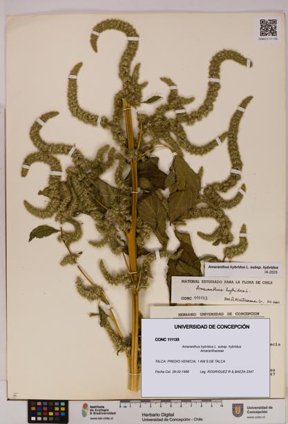 Amaranthus hybridus [Espécimen: UDEC:CONC:0111133]