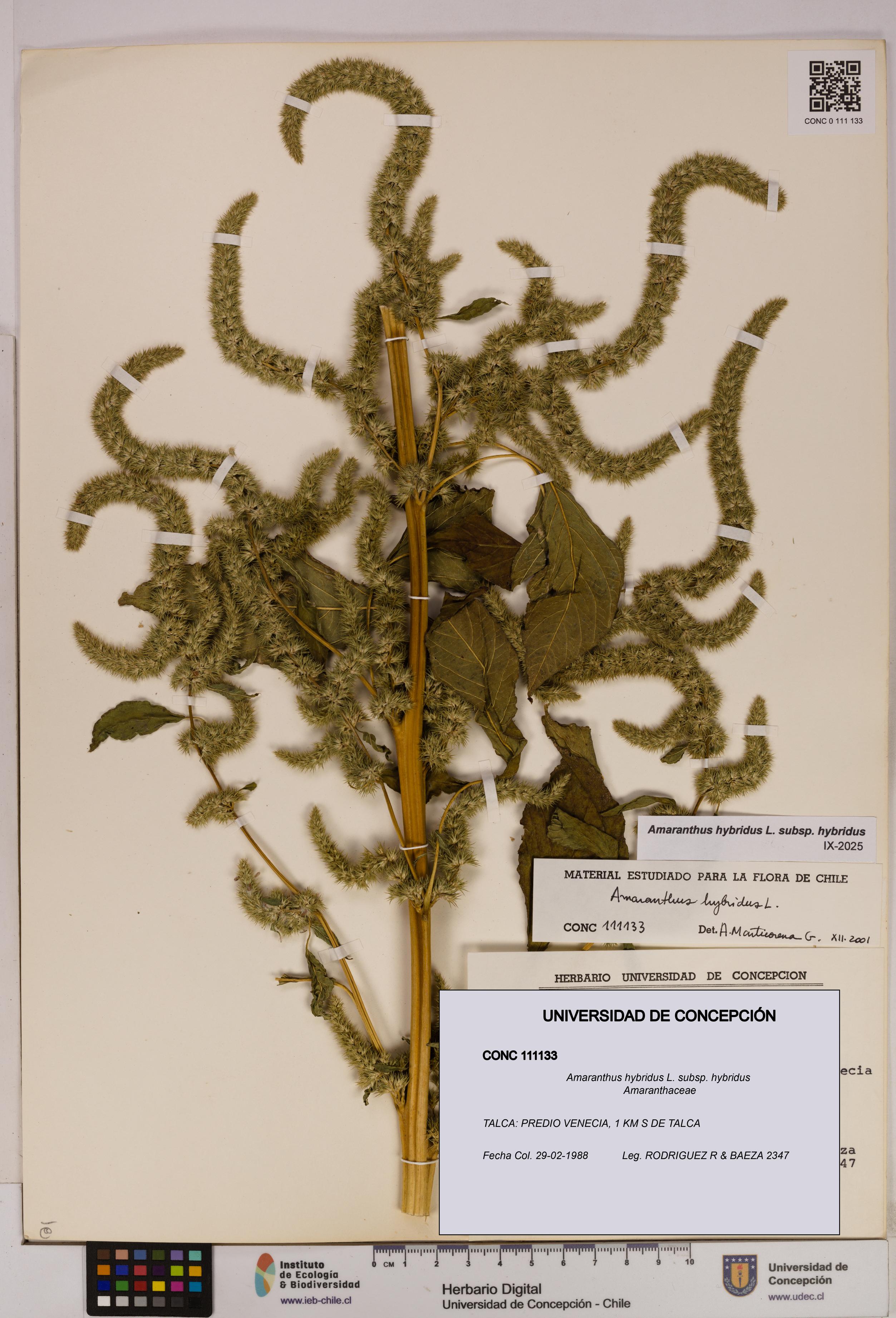 Amaranthus hybridus [Espécimen: UDEC:CONC:0111133]