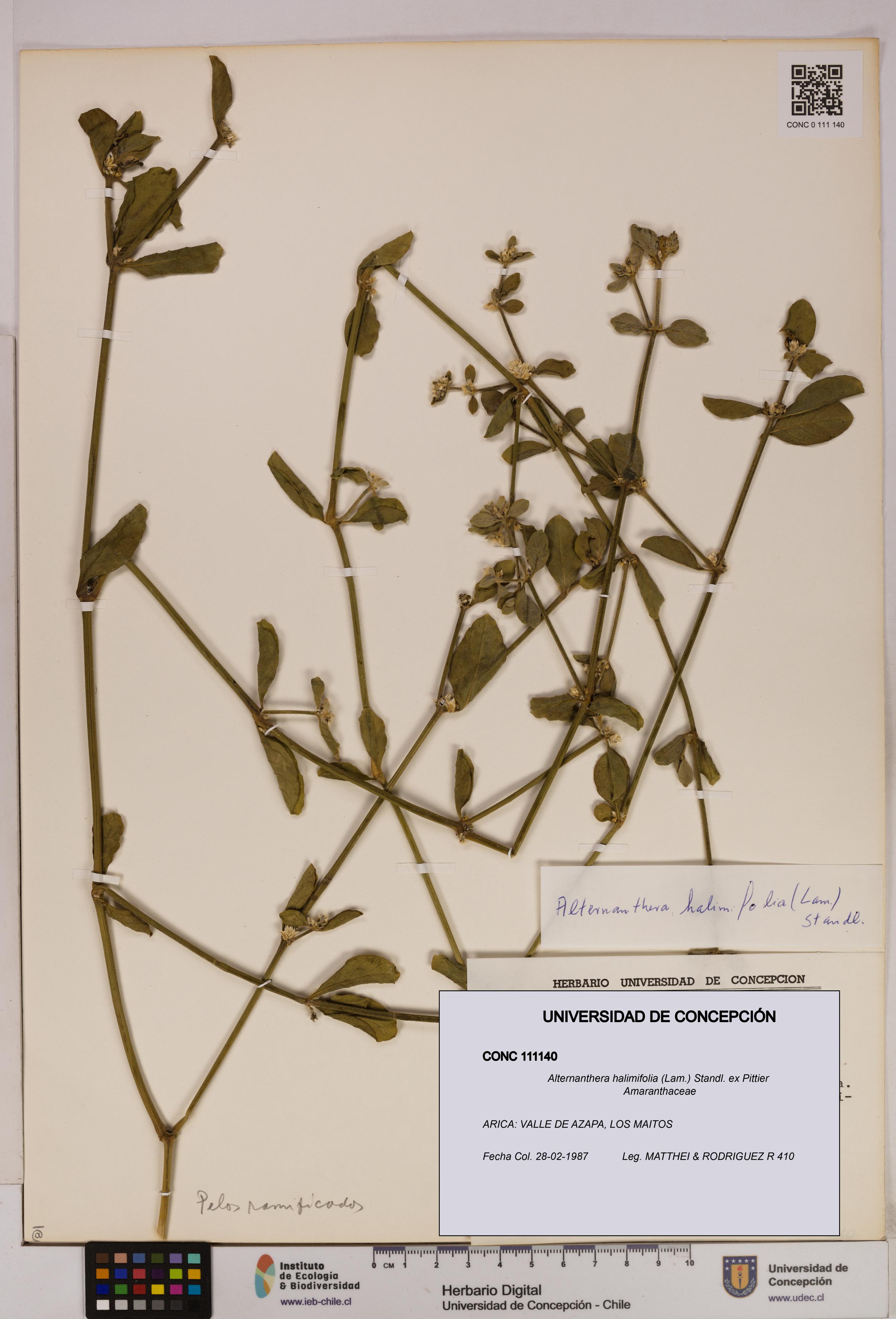 Alternanthera halimifolia [Espécimen: UDEC:CONC:0111140]