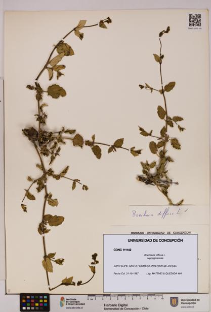 Boerhavia diffusa [Espécimen: UDEC:CONC:0111142]