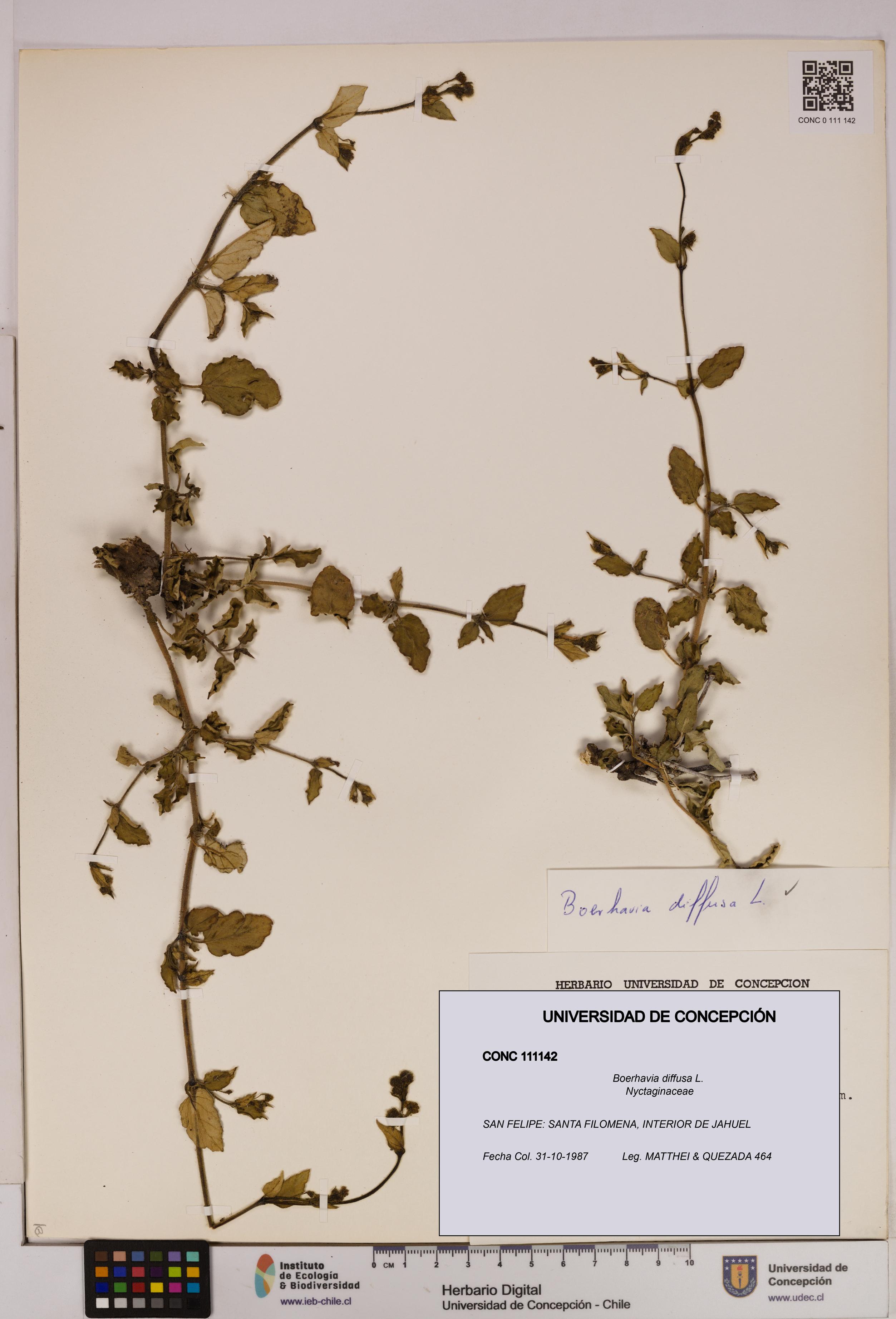Boerhavia diffusa [Espécimen: UDEC:CONC:0111142]