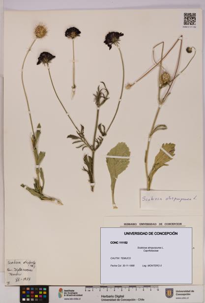 Scabiosa atropurpurea [Espécimen: UDEC:CONC:0111152]