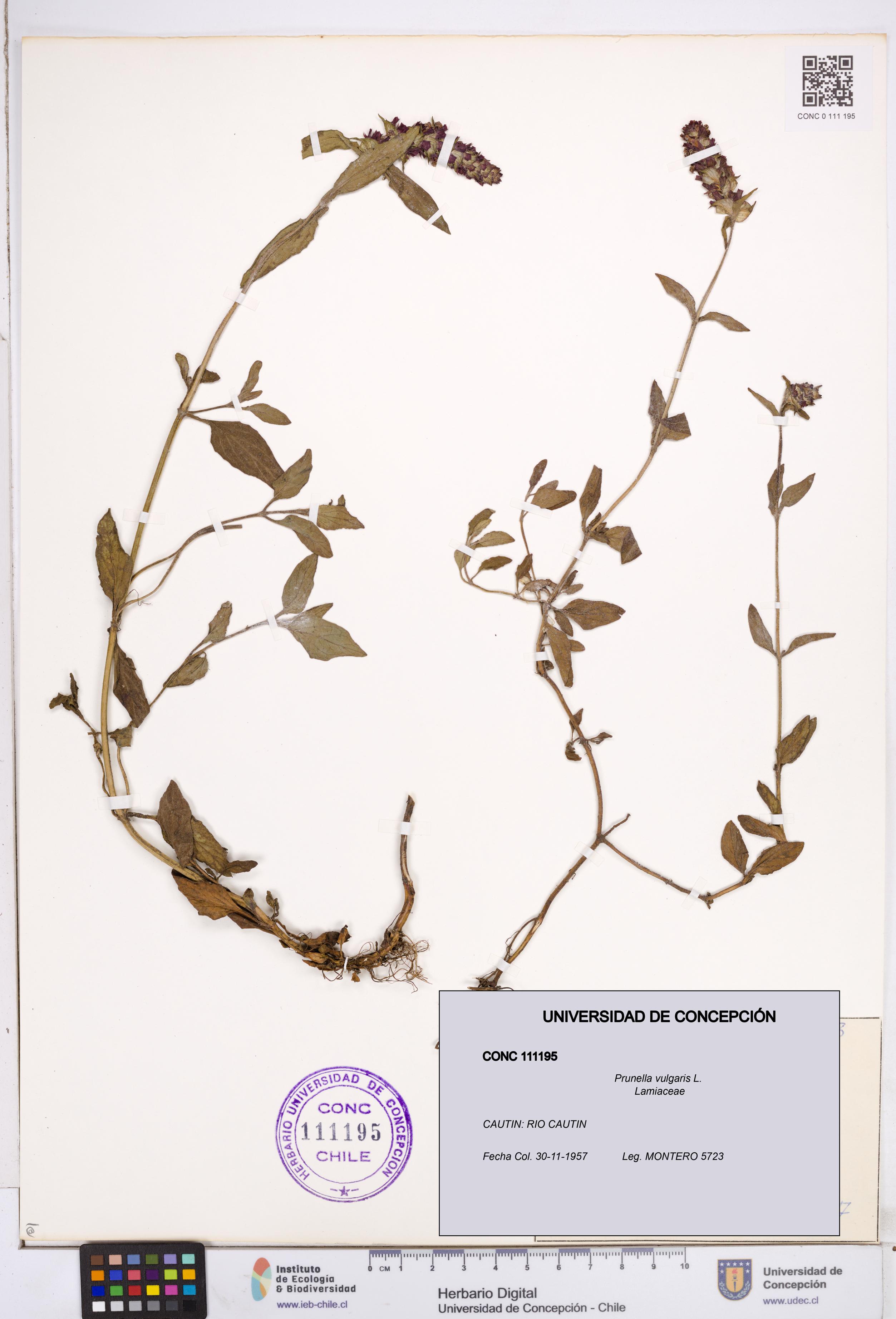 Prunella vulgaris [Espécimen: ]