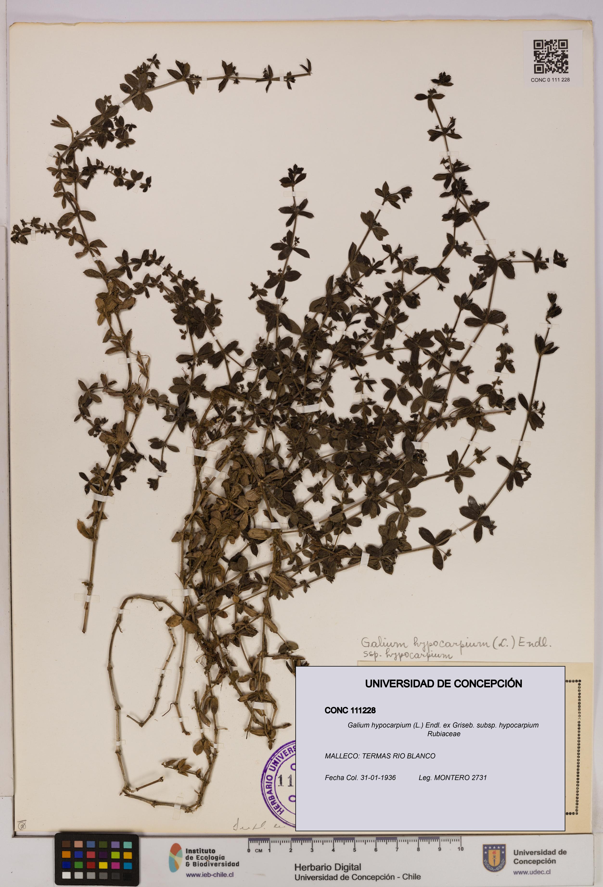 Galium hypocarpium subsp. hypocarpium [Espécimen: UDEC:CONC:0111228]