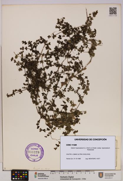 Galium hypocarpium subsp. hypocarpium [Espécimen: UDEC:CONC:0111229]