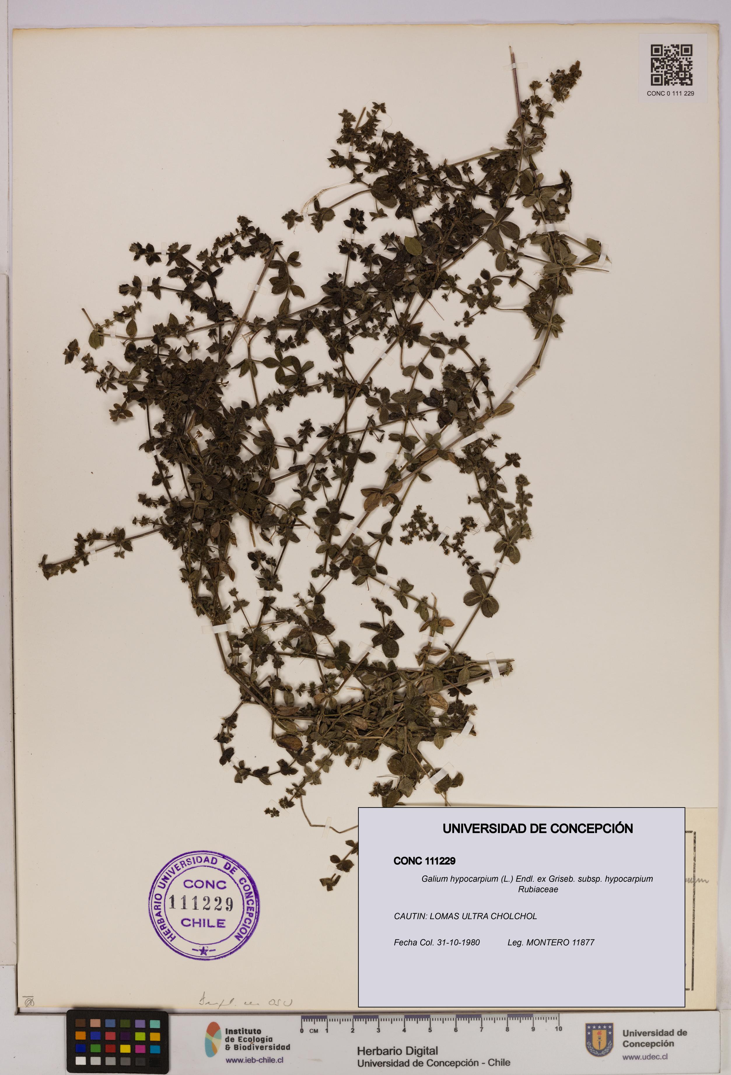 Galium hypocarpium subsp. hypocarpium [Espécimen: UDEC:CONC:0111229]