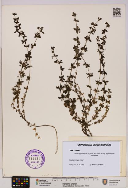 Galium hypocarpium subsp. hypocarpium [Espécimen: UDEC:CONC:0111230]
