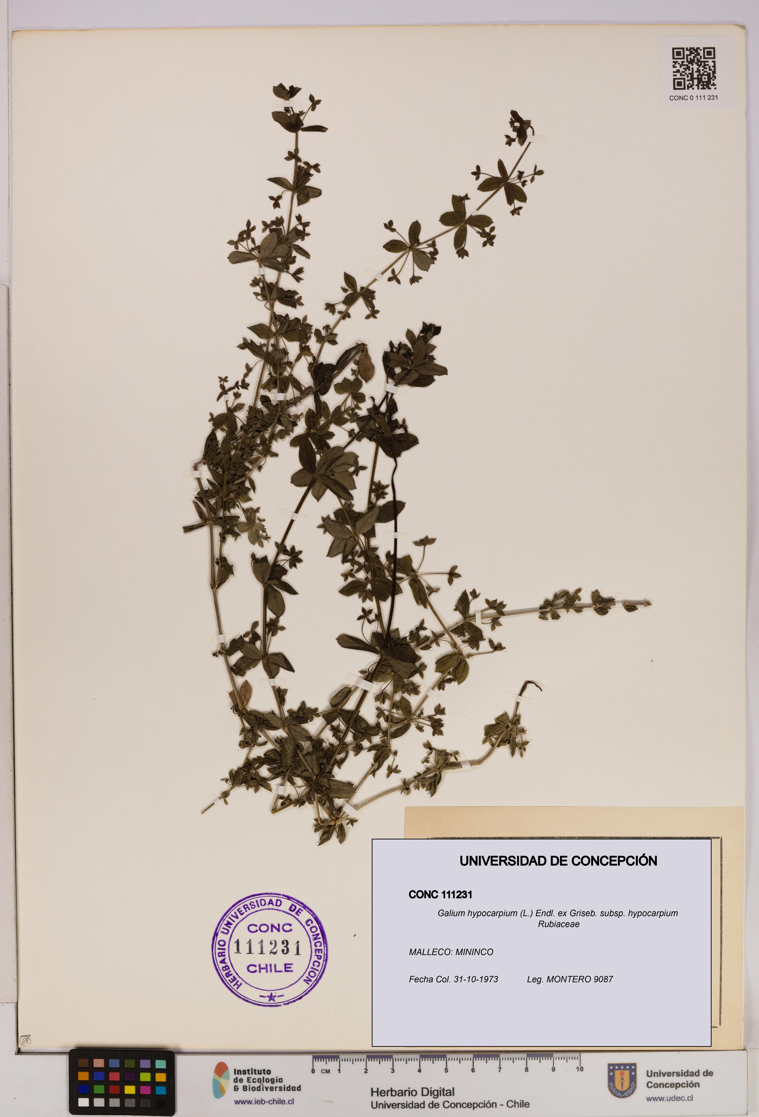 Galium hypocarpium subsp. hypocarpium [Espécimen: UDEC:CONC:0111231]