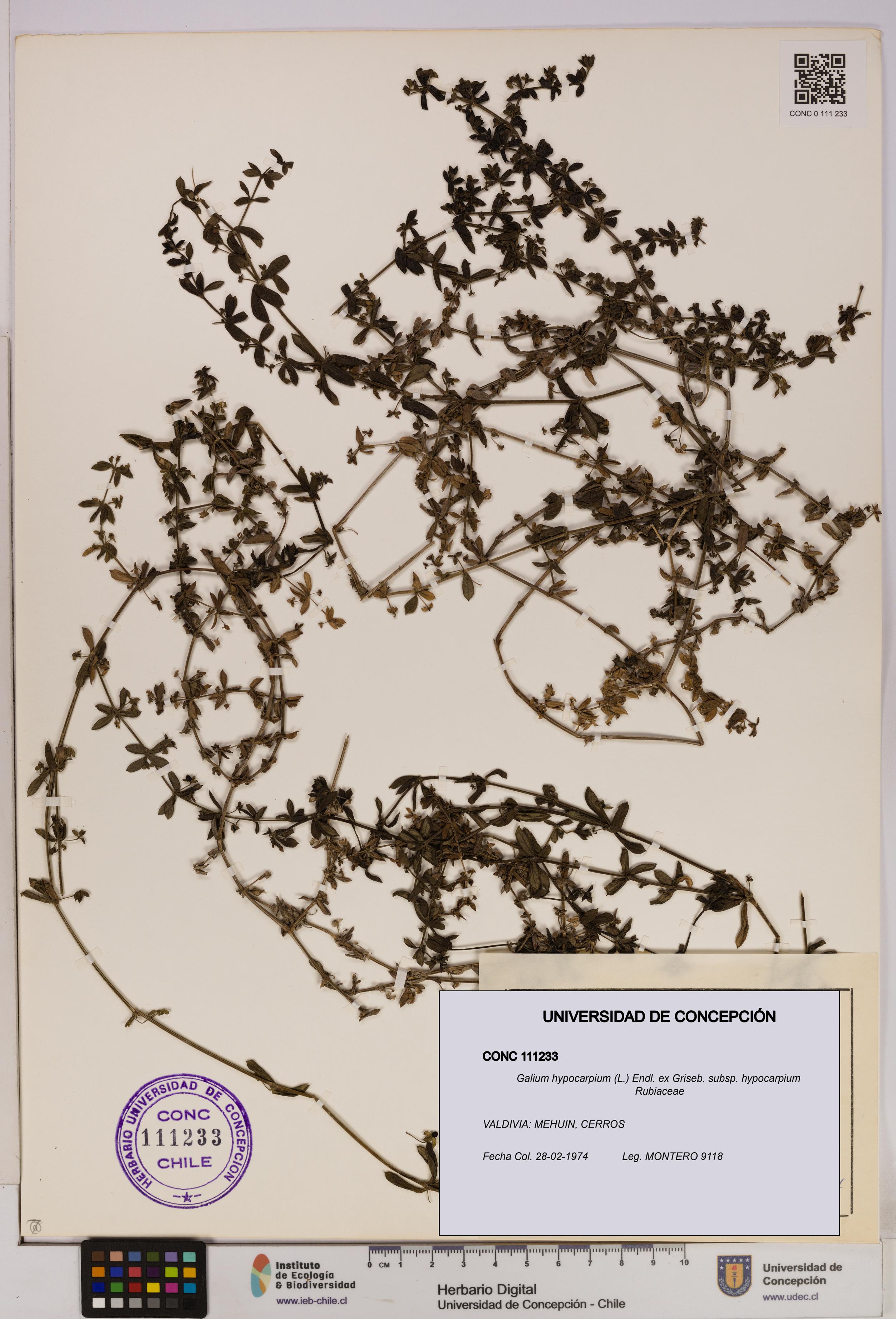 Galium hypocarpium subsp. hypocarpium [Espécimen: UDEC:CONC:0111233]