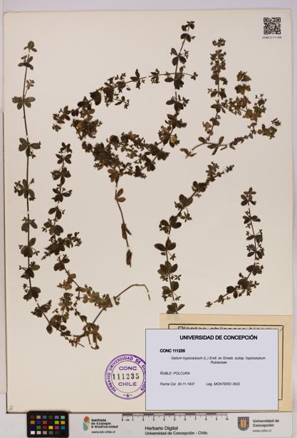 Galium hypocarpium subsp. hypocarpium [Espécimen: UDEC:CONC:0111235]
