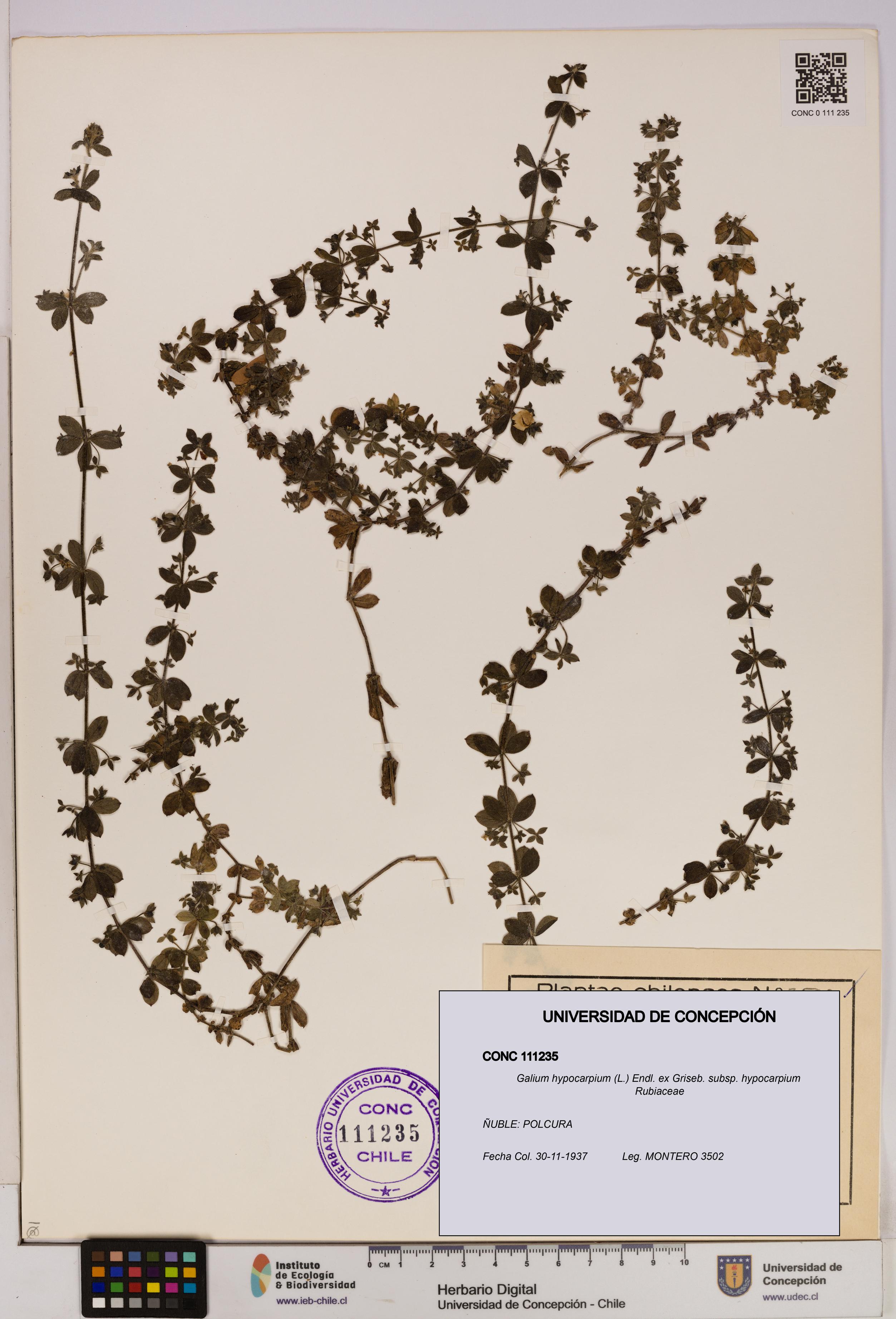 Galium hypocarpium subsp. hypocarpium [Espécimen: UDEC:CONC:0111235]
