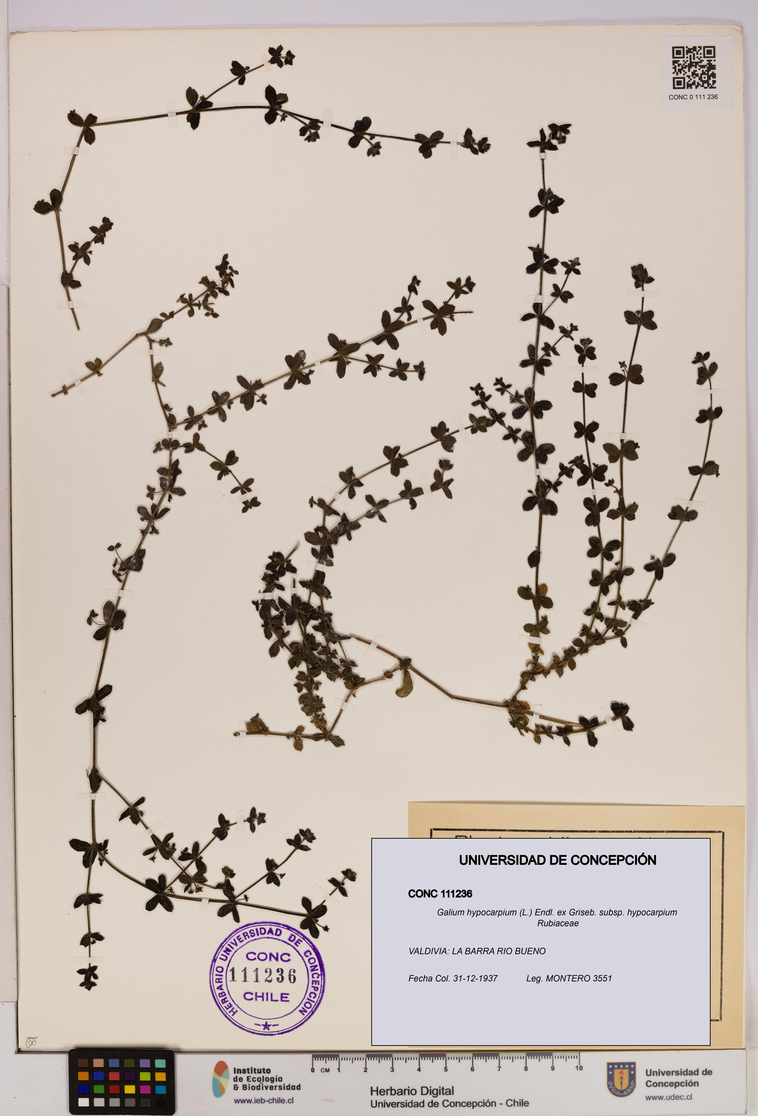 Galium hypocarpium subsp. hypocarpium [Espécimen: UDEC:CONC:0111236]