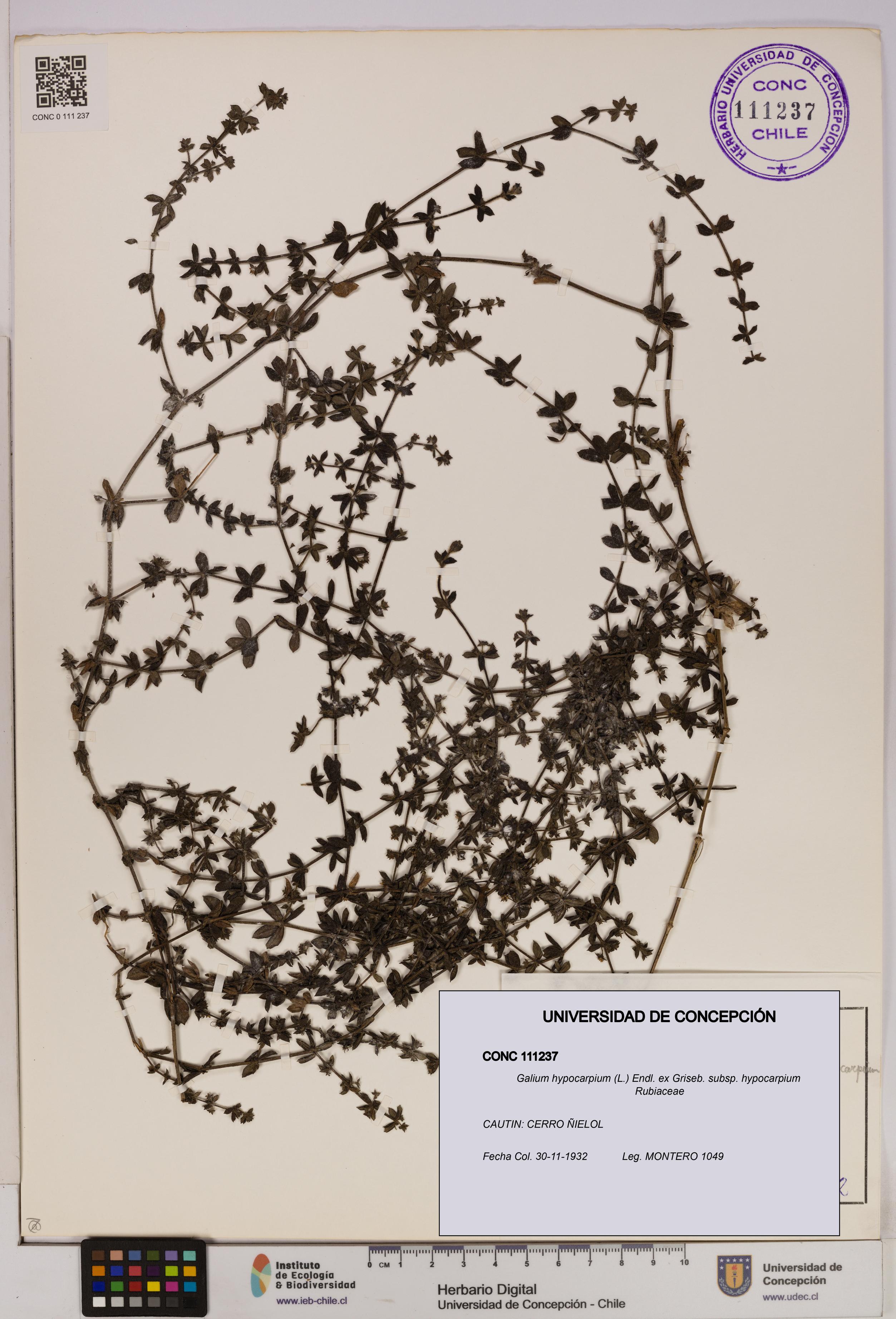 Galium hypocarpium subsp. hypocarpium [Espécimen: UDEC:CONC:0111237]
