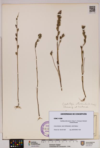 Castilleja attenuata [Espécimen: UDEC:CONC:0111239]
