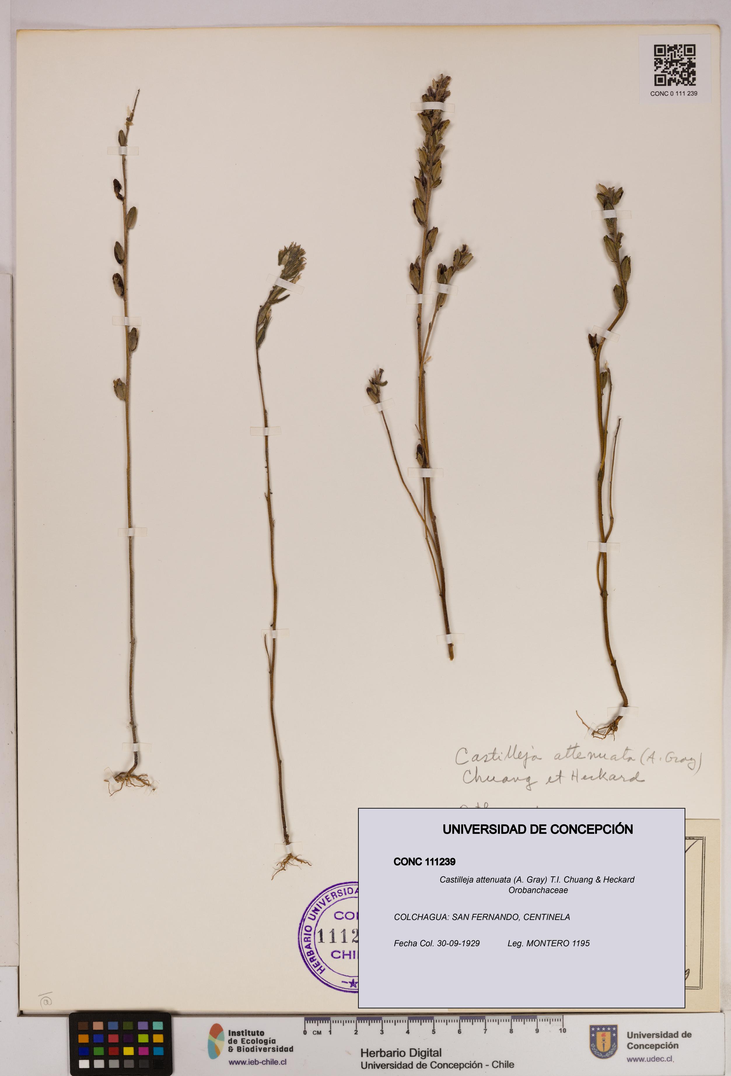 Castilleja attenuata [Espécimen: UDEC:CONC:0111239]