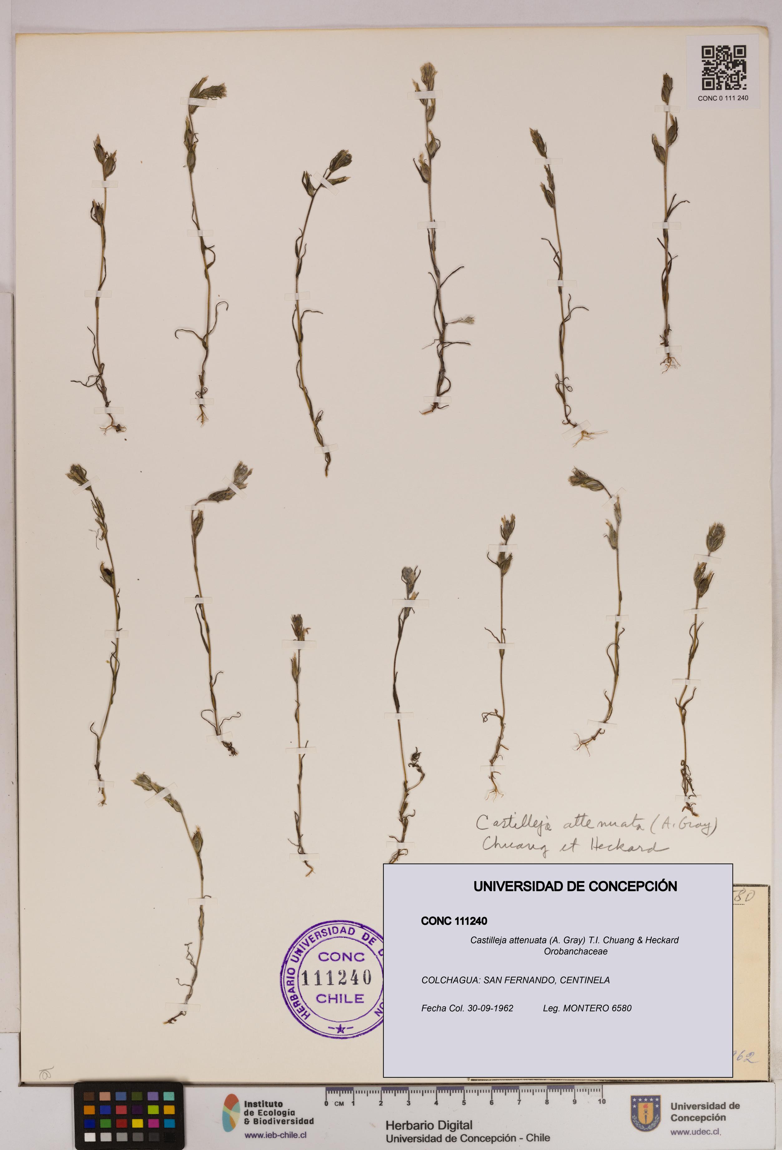 Castilleja attenuata [Espécimen: UDEC:CONC:0111240]