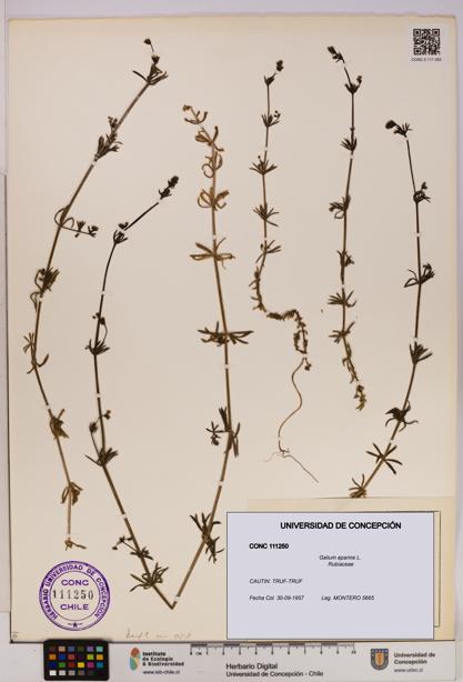 Galium aparine [Espécimen: UDEC:CONC:0111250]