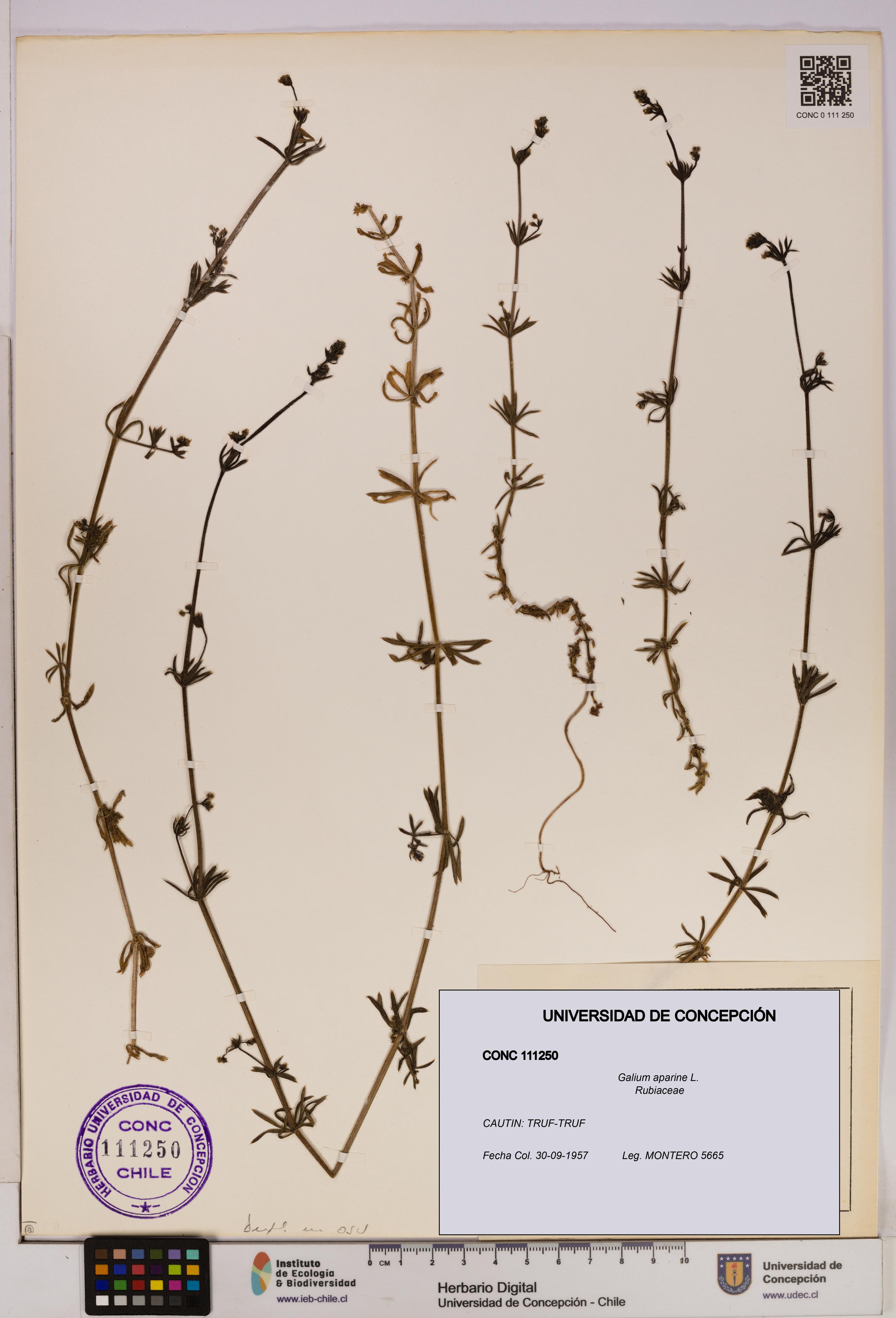 Galium aparine [Espécimen: UDEC:CONC:0111250]