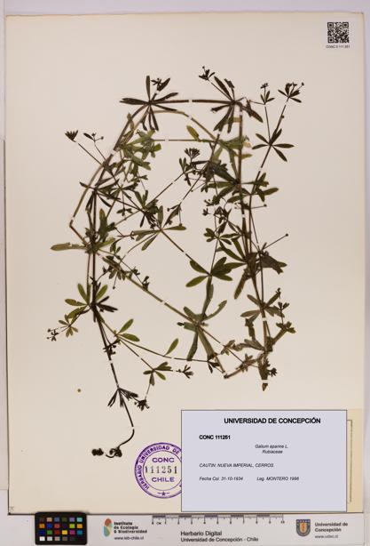 Galium aparine [Espécimen: UDEC:CONC:0111251]