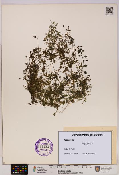 Galium aparine [Espécimen: UDEC:CONC:0111252]