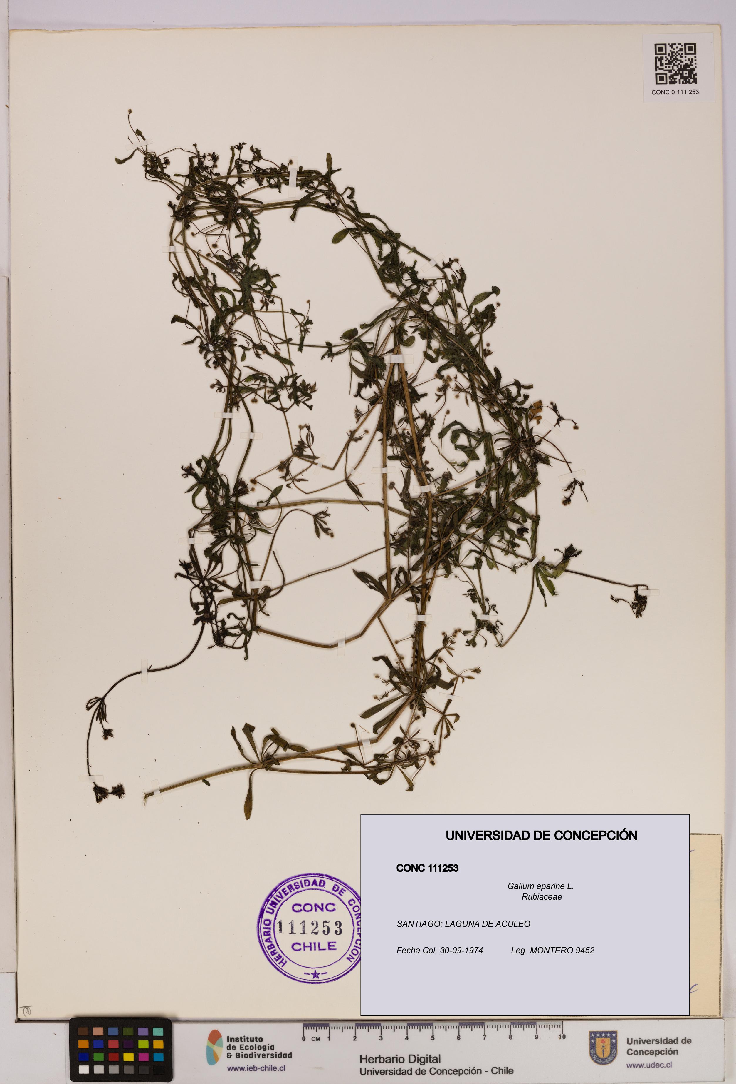 Galium aparine [Espécimen: UDEC:CONC:0111253]