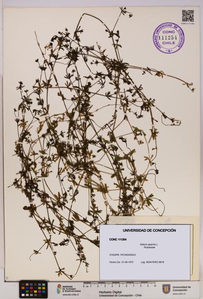 Galium aparine [Espécimen: UDEC:CONC:0111254]