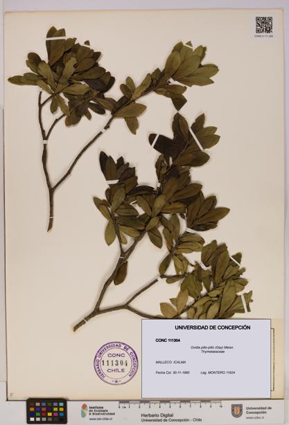 Ovidia pillo-pillo [Espécimen: UDEC:CONC:0111304]