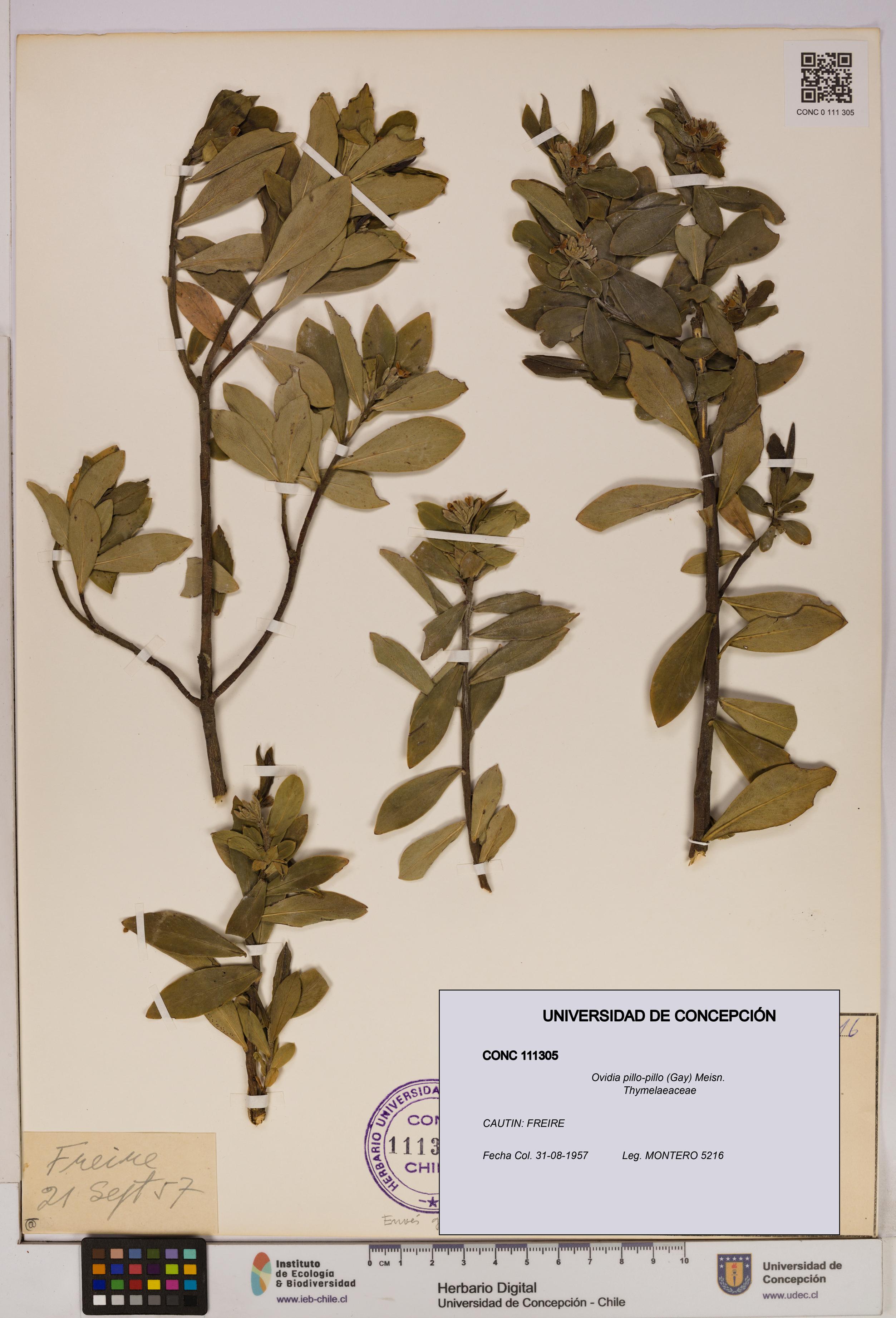 Ovidia pillo-pillo [Espécimen: UDEC:CONC:0111305]
